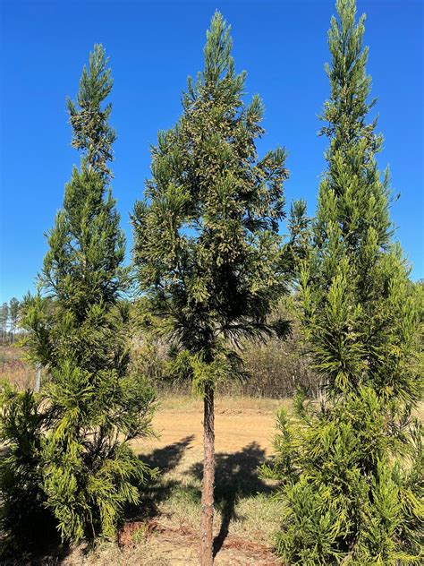 Cryptomeria Japonica Radicans ~ Radicans Japanese Cedar Moon S Tree Farm