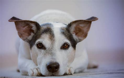 Conoce La Triste Historia Del Perrito Oddy