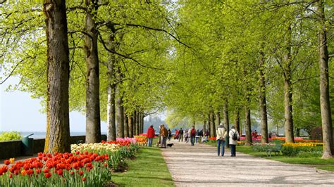 Visit The Free Morges Tulip Festival On Lake Geneva Lake Geneva