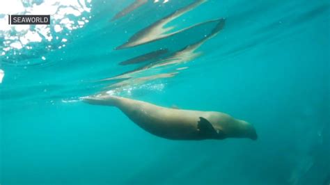 Sea lion rescued by SeaWorld after toxic-algae poisoning is returned to ...