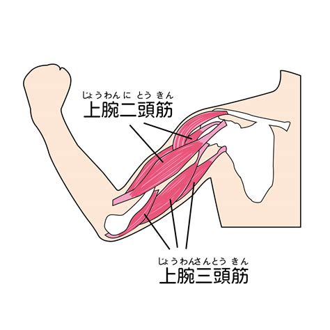 加齢でたるんだ二の腕がキュッと引き締まる【上腕三頭筋に効く！1分トレーニング＆マッサージ】 ヨガジャーナルオンライン