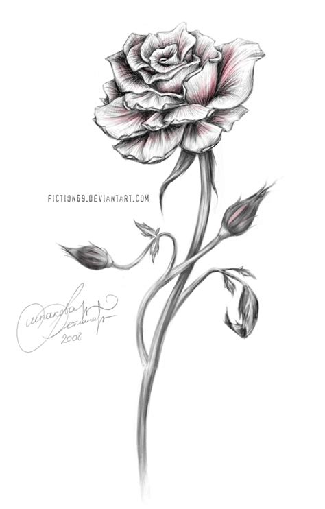 red rose  fiction  deviantart