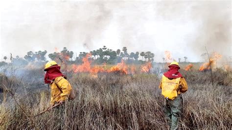 Incendios arrasan vida silvestre en Bolivia Expertos señalan que más