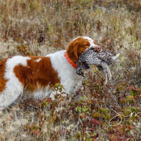 189 Sharp Tailed Grouse With Jim McCann Birdshot Podcast