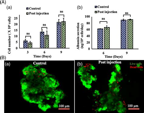 In Vitro Cell Proliferation And Functionality Analysis A Cell Number