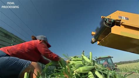 Amazing Agriculture Farm Tecnology Life Cycle Of Sweet Corn Harvest And