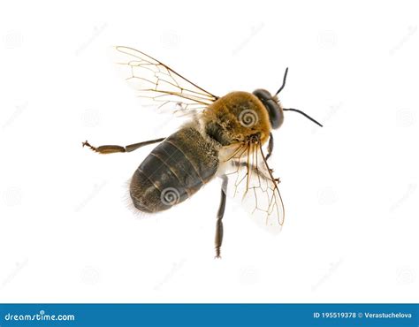 Big Drone Bees Male Honey Bee Stock Photo Image Of Drone Beehive