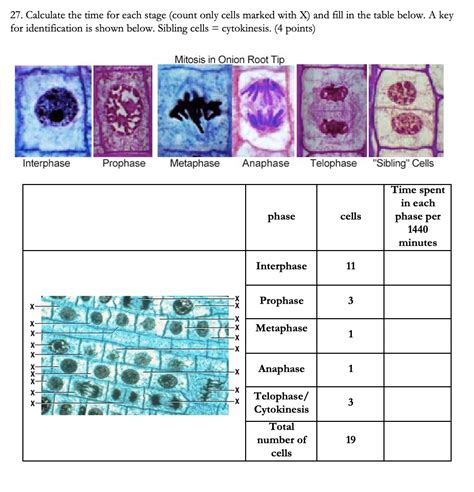 Solved Calculate The Time For Each Stage Count Only Cells Marked