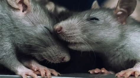 Une étude révèle ce que personne ne pouvait imaginer sur les rats