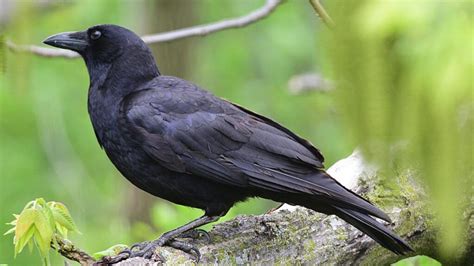 210 Good Pet Crow Names – Animal Names