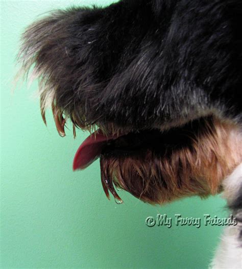 Why Does My Dog S Mouth Shake After Yawning at Dylan Belstead blog