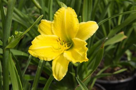 Hemerocallis Green Flutter 2 Liter Pot Bio Daglelie