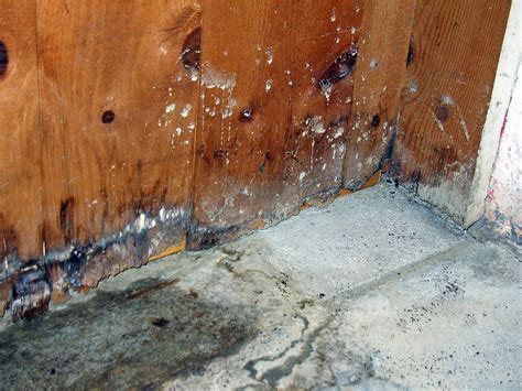 Mold Damage Water Damage Tampa