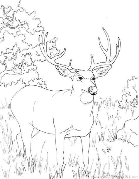 Coloring Pages Of Whitetail Deer