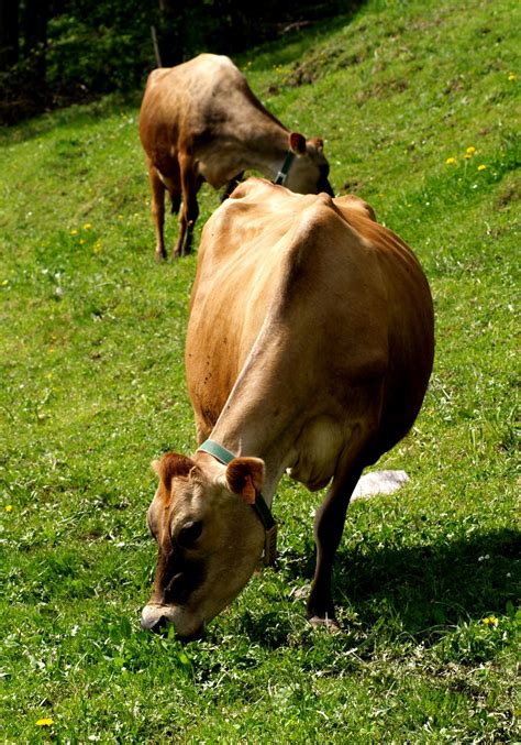 Free Images Nature Forest Meadow Wildlife Herd Pasture Grazing