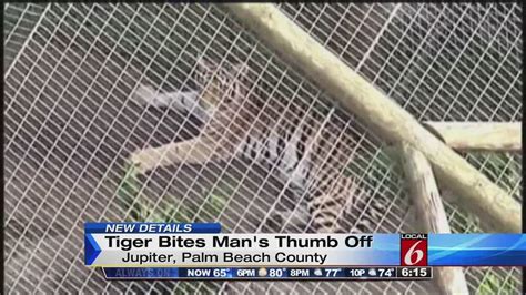 Tiger Bites Mans Thumb Off At Florida Wildlife Sanctuary