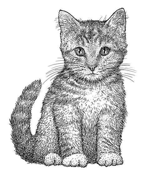 Ilustração Do Gatinho Do Gato Malhado Desenho Gravura Tinta Linha