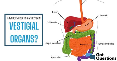 What Is A Vestigal Structure