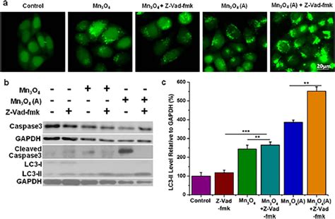 Enhanced Autophagy By Caspase Inhibition In Hela Cells Treated With Mn