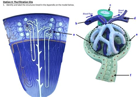 Station 4 The Filtration Site Afferent Arteriole Efferent Arteriole