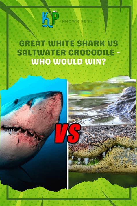 Great White Shark Vs Saltwater Crocodile - Who Would Win