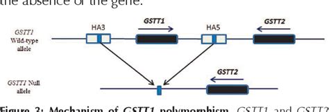 Figure 1 From Glutathione S Transferase An Overview On Distribution Of Gstm1 And Gstt1