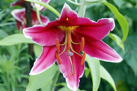 Meanings Of Stargazer Lilies What These Brilliant Flowers Symbolize