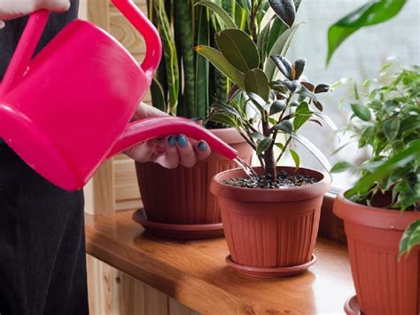 How to take care of plants at home?