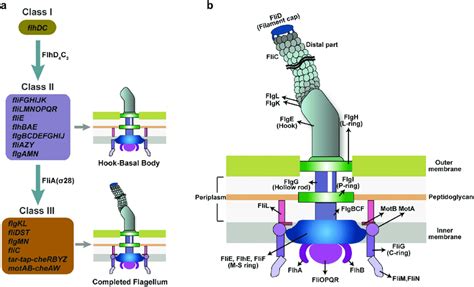 Flagellar Genes And Structure Of Ehec O157 H7 A The Genetically Download Scientific Diagram