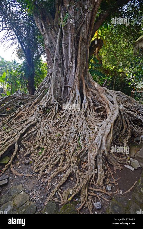 Aerial Roots Of A Ficus Tree In The Tirta Empul Water Temple Bali