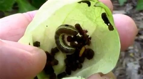 How To Control The Tomato Fruitworm Gardening Channel