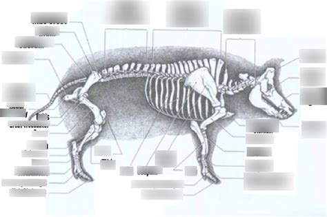 PIG Skeleton Diagram | Quizlet