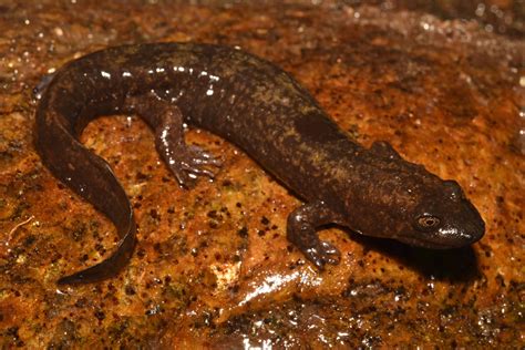 Shovelnose Salamander | South Carolina Partners in Amphibian and