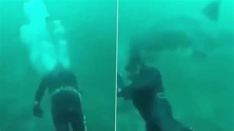 Scuba Diver Narrowly Escapes Shark Attack Video Of Close Encounter