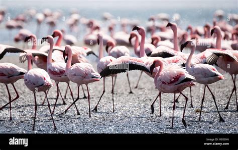 Flamingos at Walvis Bay Namibia Stock Photo - Alamy