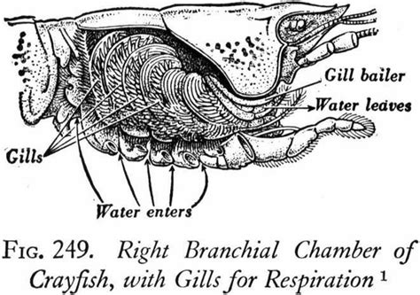 How Do Lobster Breathe Out Of Water 2022 QAQooking Wiki