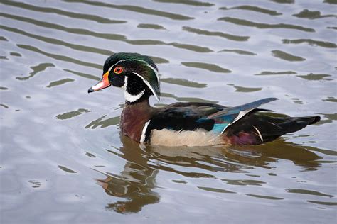 Stunning Wood Ducks | WP3 Photography