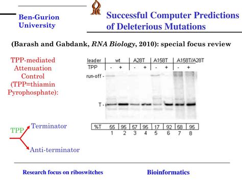 Ppt Research Focus Searching For Novel Riboswitches In Newly