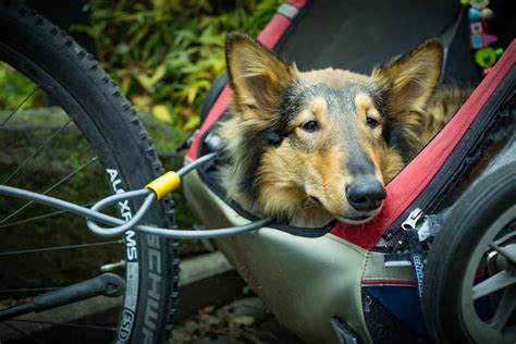 Best Dog Bike Basket for Everyday 2022 - Make Adventure Happen