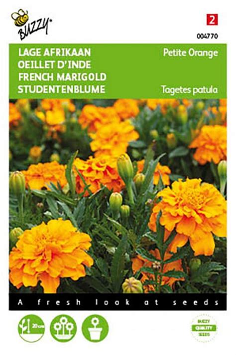 Petite Orange French Marigold Tagetes seeds - Seeds • Tuinzaden.eu