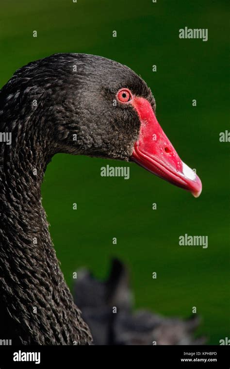 Australian Mute Swan Stock Photo - Alamy