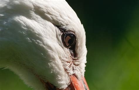 Premium Photo Beautiful Stork Eye Closeup