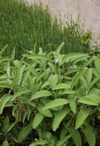 16 Best Types of Sage Varieties to Grow in Your Garden