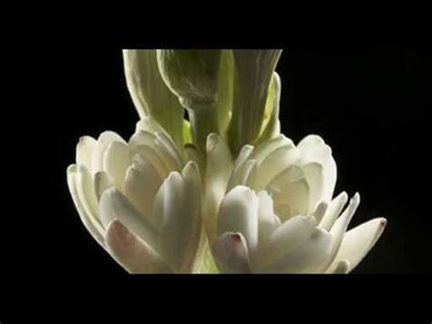 Тубероза - YouTube