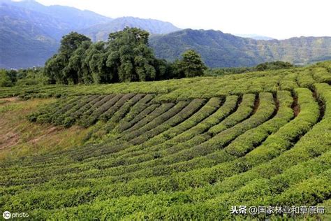 【生態文明關鍵詞】之荒野保護運動 每日頭條