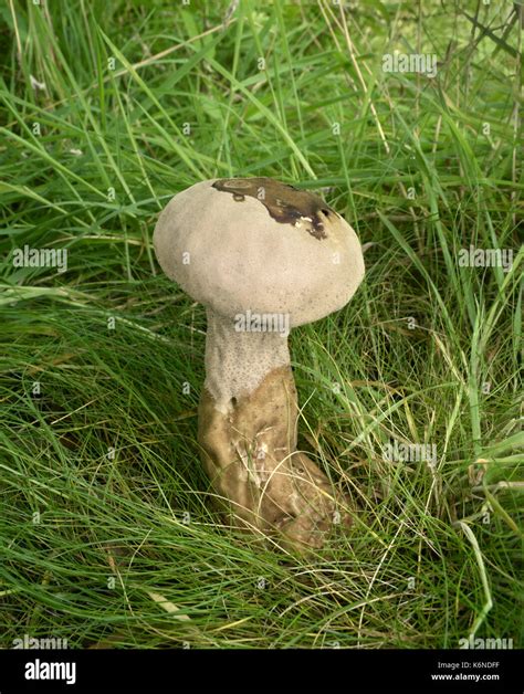 The Pestle Puffball Hi Res Stock Photography And Images Alamy