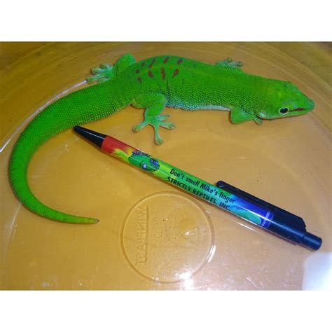 Giant Day Gecko Adults Strictly Reptiles