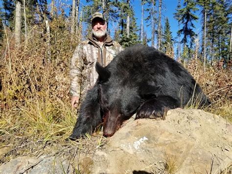 Black Bear Hunting In Canada For Non Residential Alphadog Outdoors