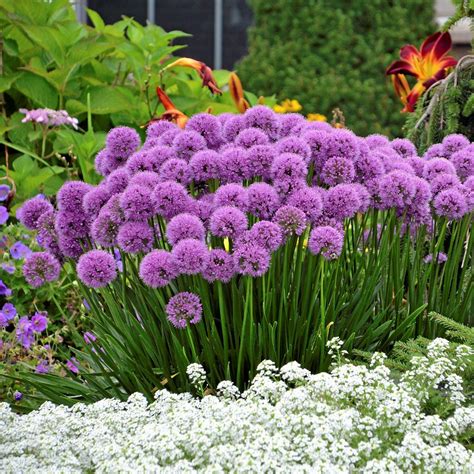 Le concours Vivace de l’année? organisé par la Perennial Plant ...