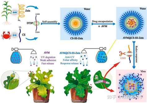 （32）仲恺农业工程学院 周新华教授 基于天然聚合物的纳米粒子的 Ph氧化还原双重响应用于农药的按需输送 知乎